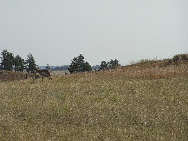 A pronghorn enjoying the morning.