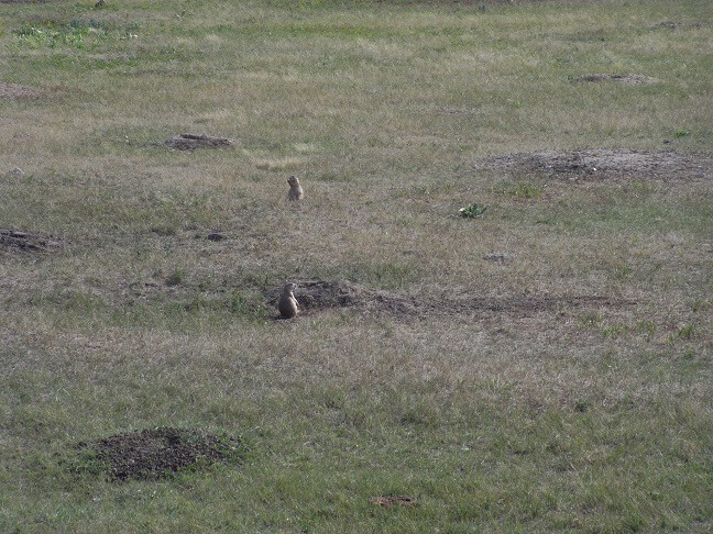 A colony of prairie dogs.