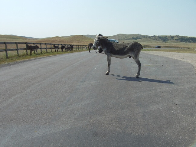 A herd of donkey.