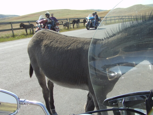 A donkey looking for a snack.