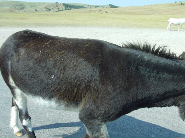 The donkey walking around the other side of me.