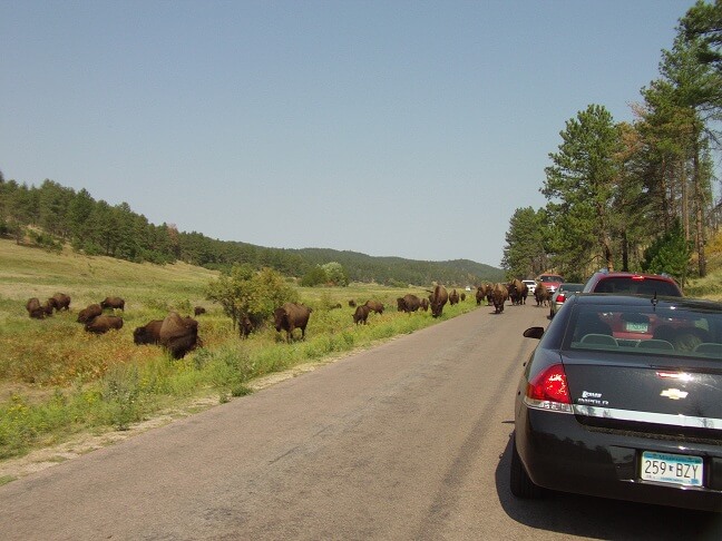 Waiting for the buffalo.