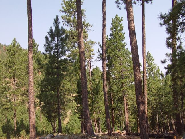 Trees surrounding the lake.