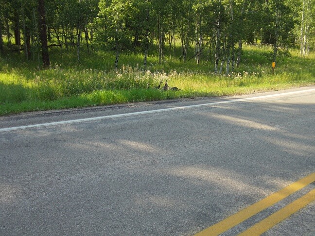 Wild turkeys crossing the road.