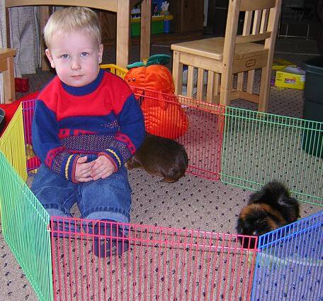 Playing with the guinea pigs.
