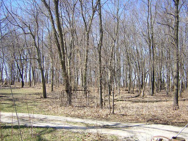 The forest where the wood for Phil's bass grew.