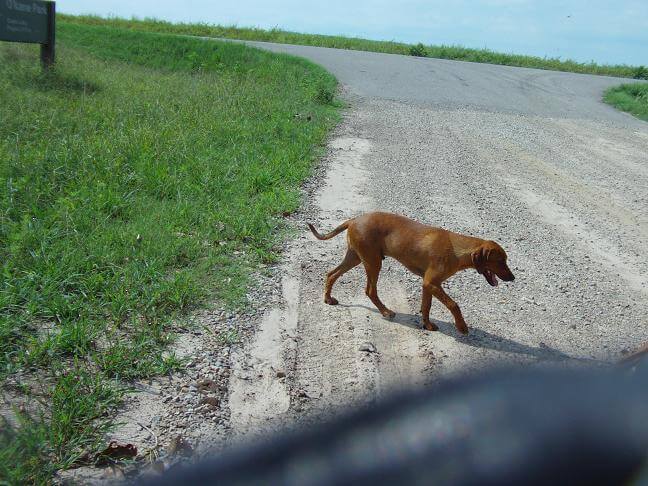 A dog indifferent about my existence.