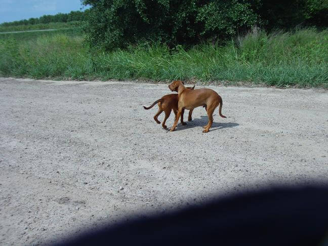 Two dogs that didn't care I was sitting there..