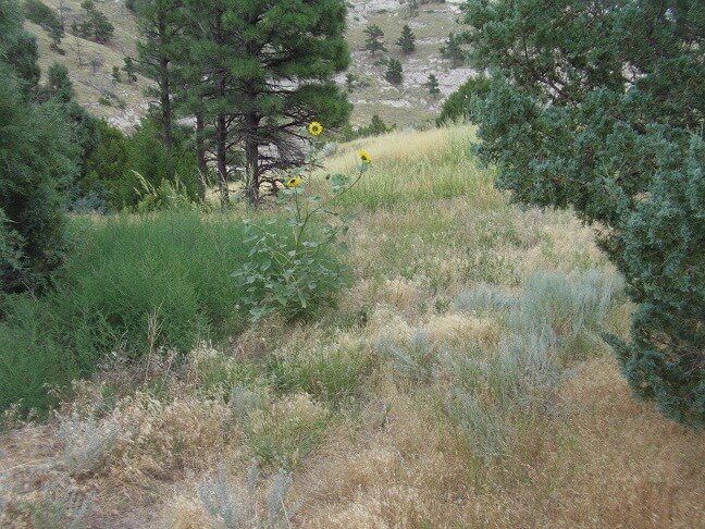 Wild sunflowers at Scottsbluff National Monument