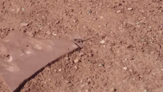 A small lizard on the Unaweep Tabeguache Scenic Road - CO 141.