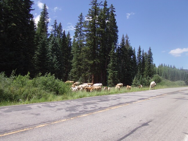 Grand Mesa National Forest