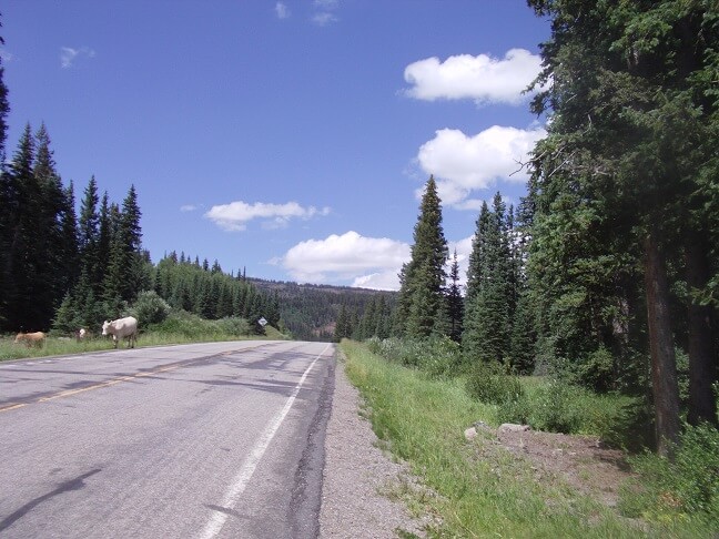 Grand Mesa National Forest