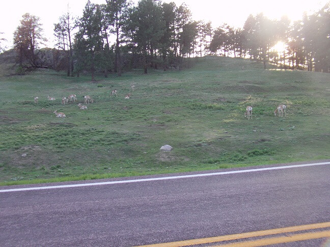 Highway 87 in Custer State Park