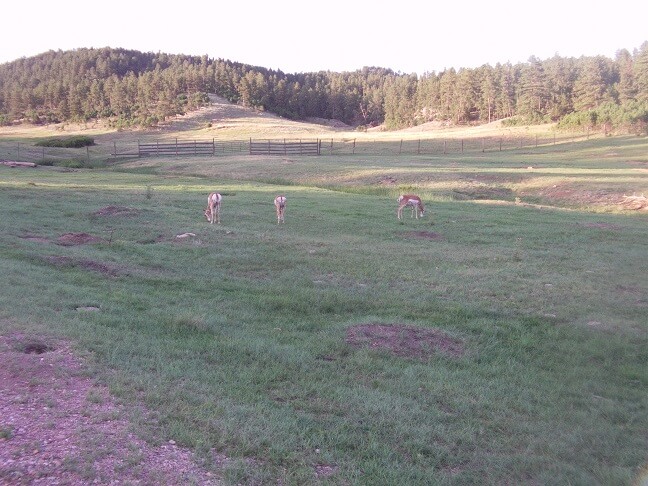 Highway 87 in Custer State Park