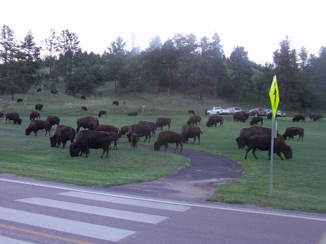 Custer State Park