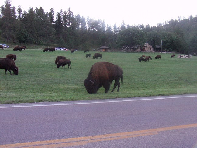 Custer State Park