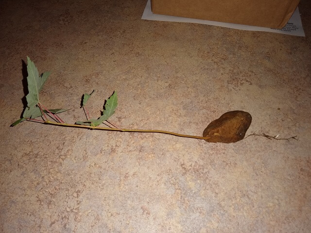 A maple tree sprout that grew through a rock.