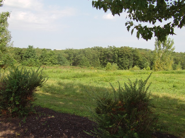 Trees near Hillsboro, MO