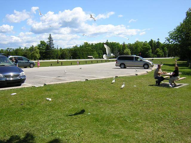 The seagulls have turned from fascinating to annoying.