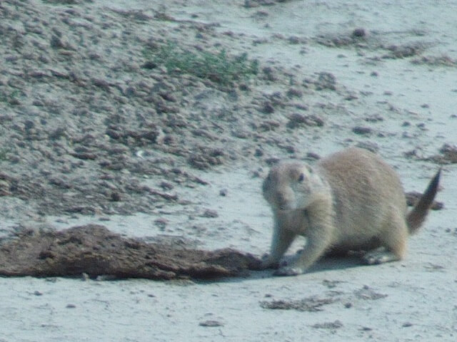 Prairie dogs at the Old East Entrance Trail in Teddy Roosevelt National Park.