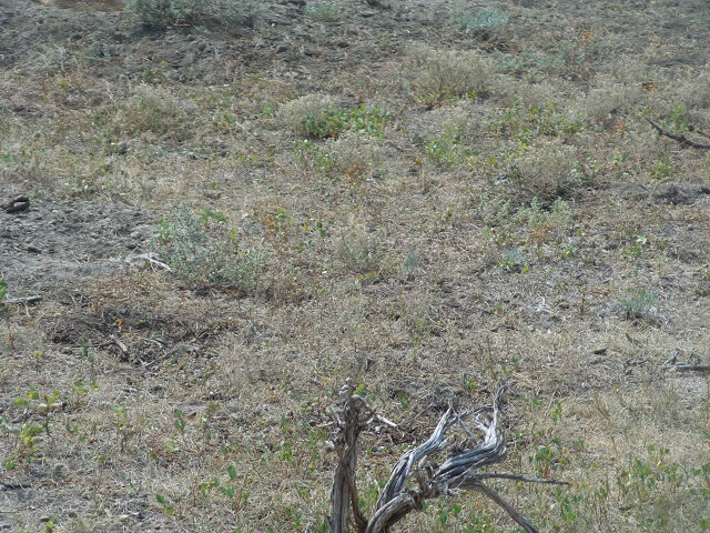 Prairie dogs at the Old East Entrance Trail in Teddy Roosevelt National Park.