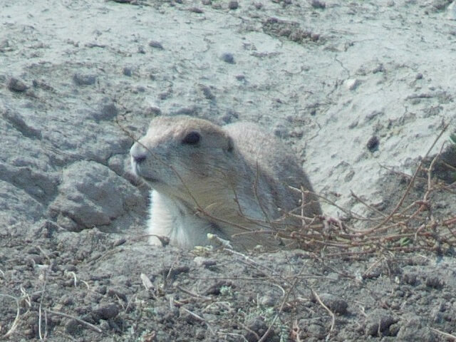 Prairie dogs at the Old East Entrance Trail in Teddy Roosevelt National Park.