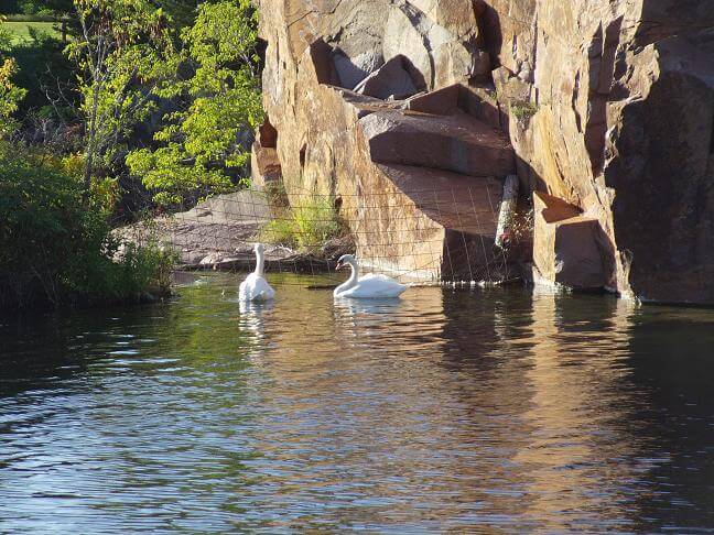 Some swans enjoying the park.