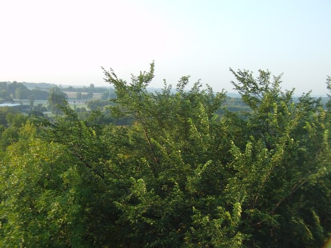 From the lookout tower looking south.