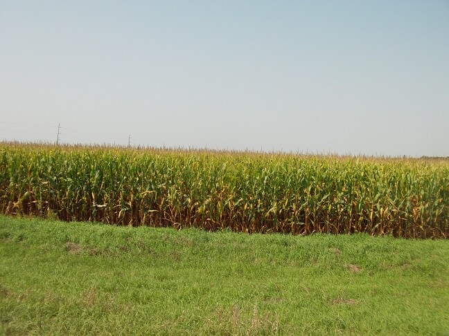 Scenery in southern MN.