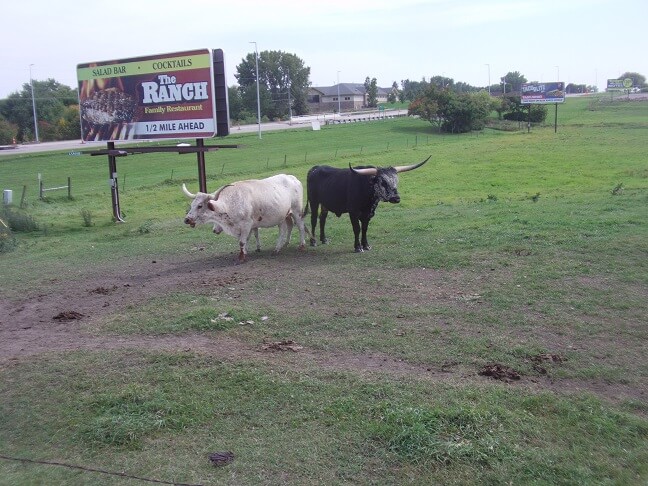 Longhorn Steer in Fairmont