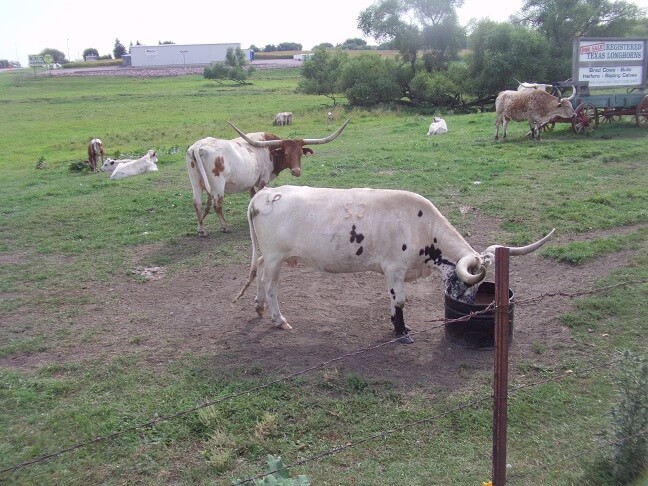 Longhorn Steer in Fairmont