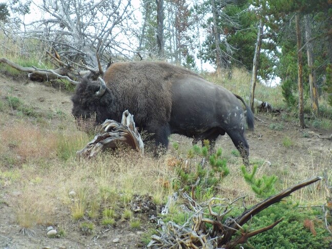 A buffalo wandering in the Mud Volcano area.