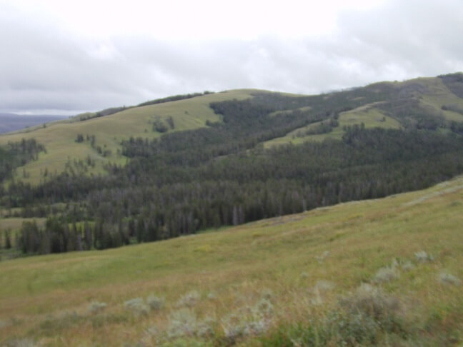 The Yellowstone area up by Tower Junction.